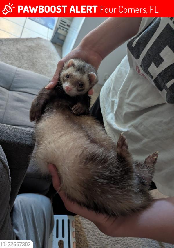 Lost Male Ferret last seen Legacy Dunes, Four Corners, FL 34747