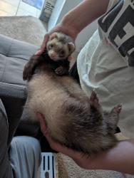 Lost Male Ferret last seen Legacy Dunes, Four Corners, FL 34747