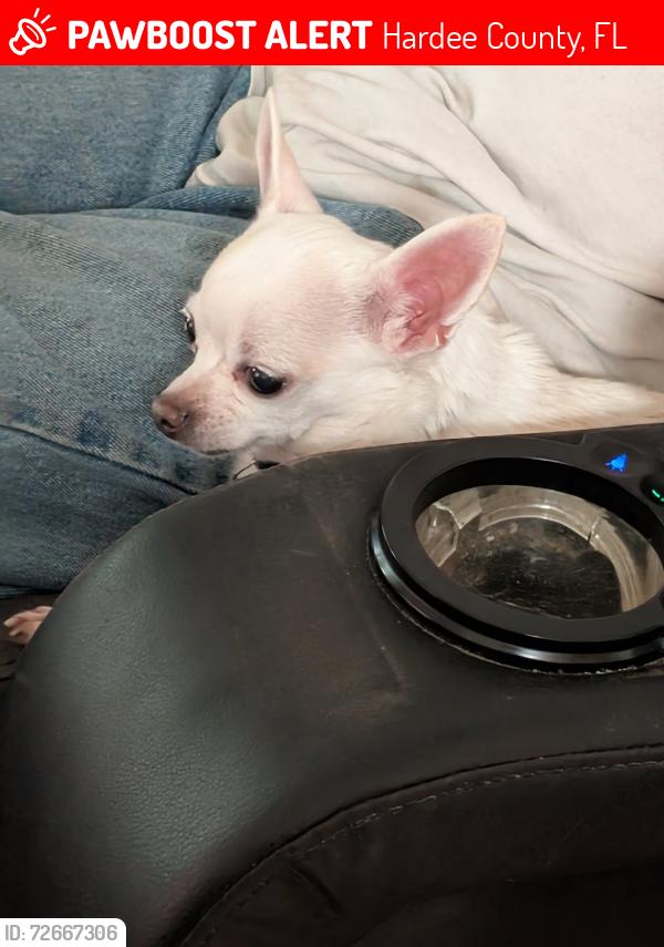 Lost Female Dog last seen Near enterance to Mosaic mines , Hardee County, FL 33873