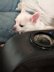Lost Female Dog last seen Near enterance to Mosaic mines , Hardee County, FL 33873