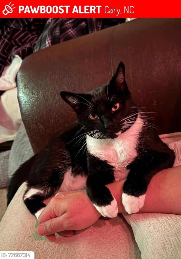 Lost Male Cat last seen Kit Creek and Green Level Church RD, Cary, NC 27519