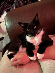 Lost Male Cat last seen Kit Creek and Green Level Church RD, Cary, NC 27519
