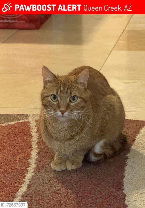 Lost Male Cat last seen Canary way and 186th St. , Queen Creek, AZ 85142