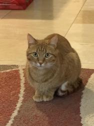 Lost Male Cat last seen Canary way and 186th St. , Queen Creek, AZ 85142
