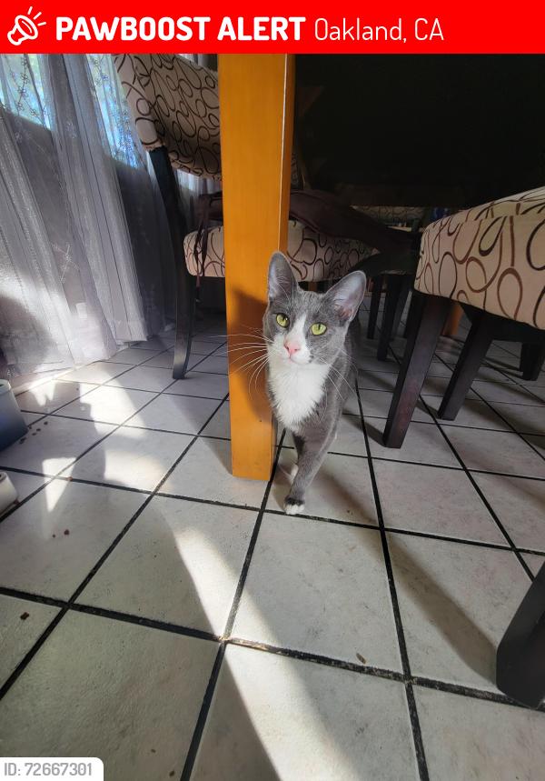 Lost Male Cat last seen Amigos market, Oakland, CA 94603