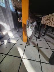 Lost Male Cat last seen Amigos market, Oakland, CA 94603