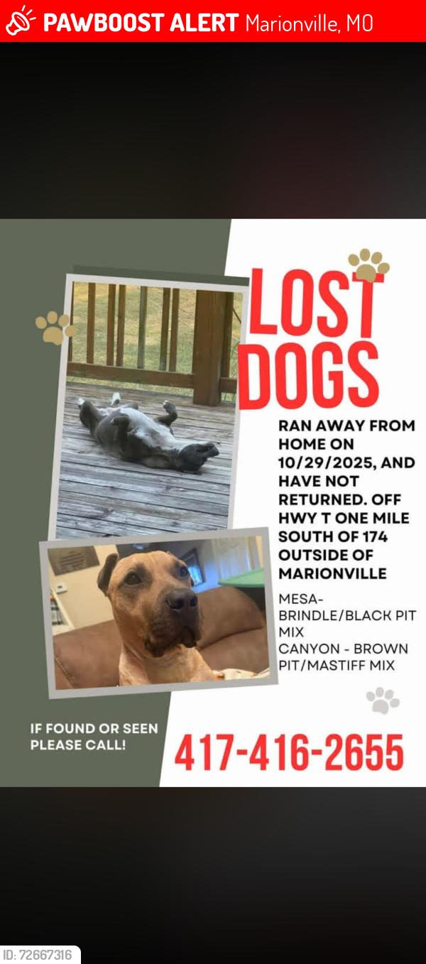 Lost Unknown Dog last seen Near Highway T Marionville, MO, Marionville, MO 65705