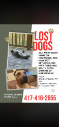Lost Unknown Dog last seen Near Highway T Marionville, MO, Marionville, MO 65705