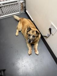 Found/Stray Male Dog last seen Lincoln Ave and Ohio Street , San Diego, CA 92104
