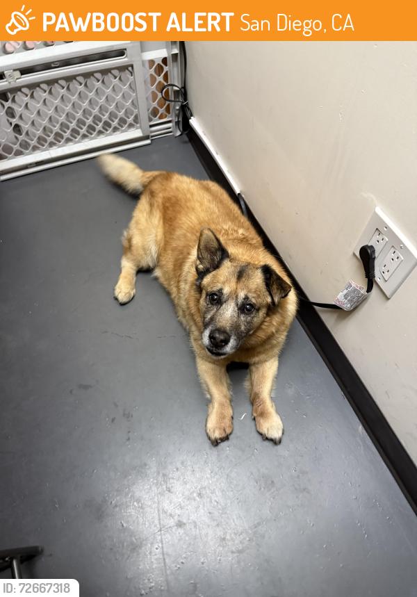 Found/Stray Male Dog last seen Lincoln Ave and Ohio Street , San Diego, CA 92104
