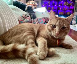 Lost Male Cat last seen Williams Dr and Benham Dr, Chattanooga, TN 37421