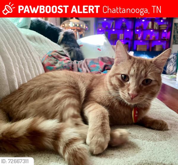 Lost Male Cat last seen Williams Dr and Benham Dr, Chattanooga, TN 37421