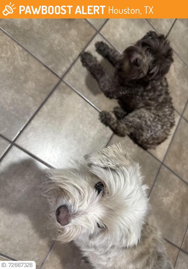 Found/Stray Female Dog last seen Pearl inn, Houston, TX 77031