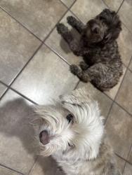 Found/Stray Female Dog last seen Pearl inn, Houston, TX 77031