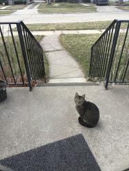 Found/Stray Unknown Cat last seen Catalpa and 12 Mile, Berkley, MI 48072