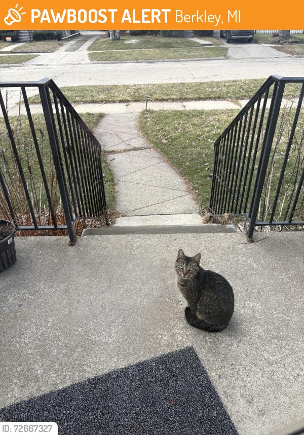 Found/Stray Unknown Cat last seen Catalpa and 12 Mile, Berkley, MI 48072