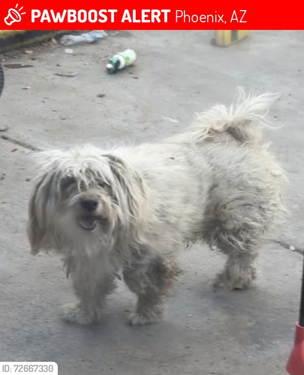 Lost Male Dog last seen Near ave hazlewood ave, Phoenix, AZ 85012