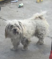 Lost Male Dog last seen Near ave hazlewood ave, Phoenix, AZ 85012