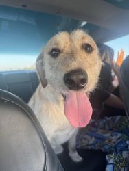 Found/Stray Male Dog last seen 30th st near new Publix on 19th Ave , Ruskin, FL 33570