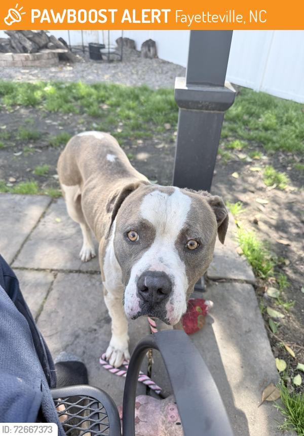 Found/Stray Male Dog last seen Terry Sanford High school , Fayetteville, NC 28303