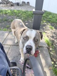 Found/Stray Male Dog last seen Terry Sanford High school , Fayetteville, NC 28303