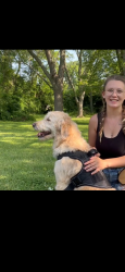 Lost Male Dog last seen Sherman, Beech Grove, IN 46107