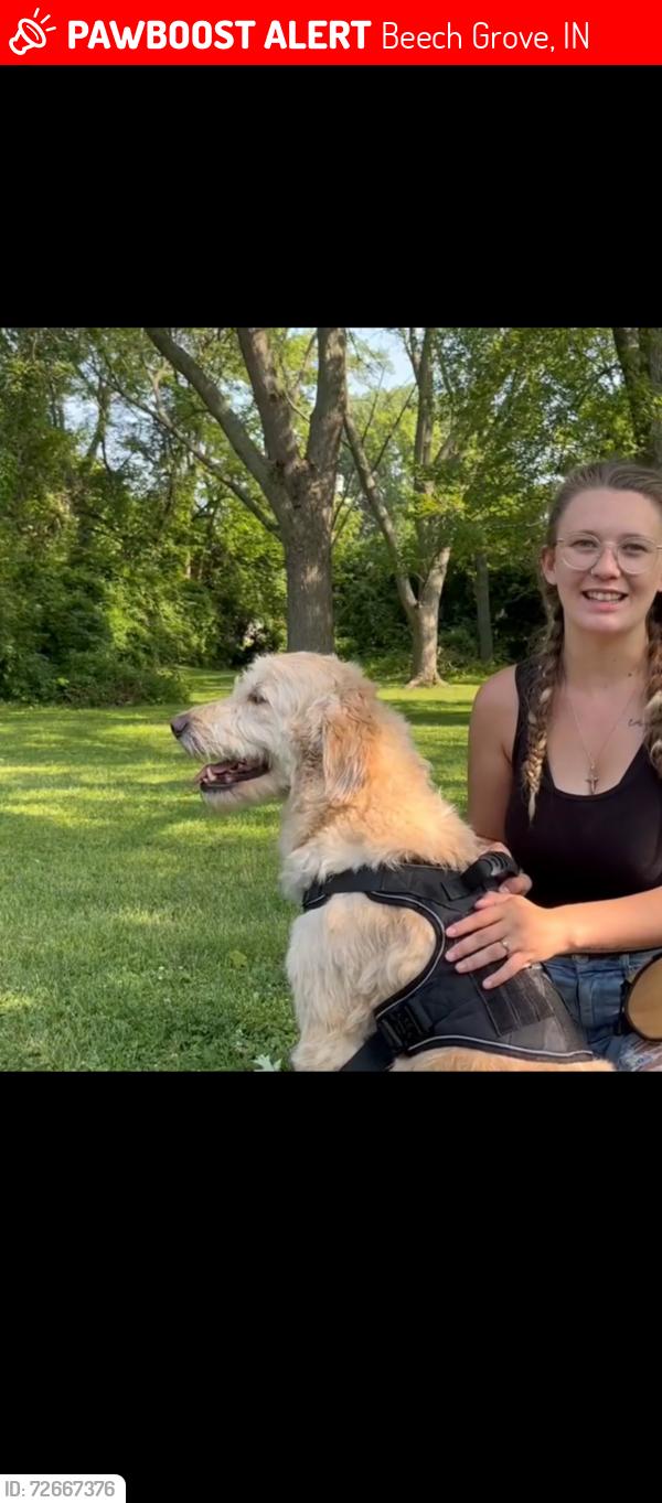 Lost Male Dog last seen Sherman, Beech Grove, IN 46107