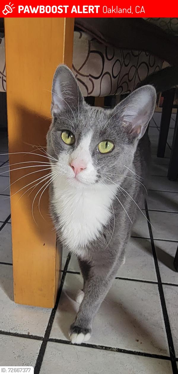 Lost Male Cat last seen 102nd and e street, Oakland, CA 94603
