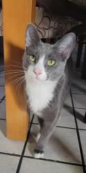 Lost Male Cat last seen 102nd and e street, Oakland, CA 94603