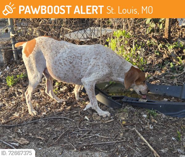 Found/Stray Unknown Dog last seen Gravois & Jefferson, St. Louis, MO 63118