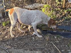 Found/Stray Unknown Dog last seen Gravois & Jefferson, St. Louis, MO 63118