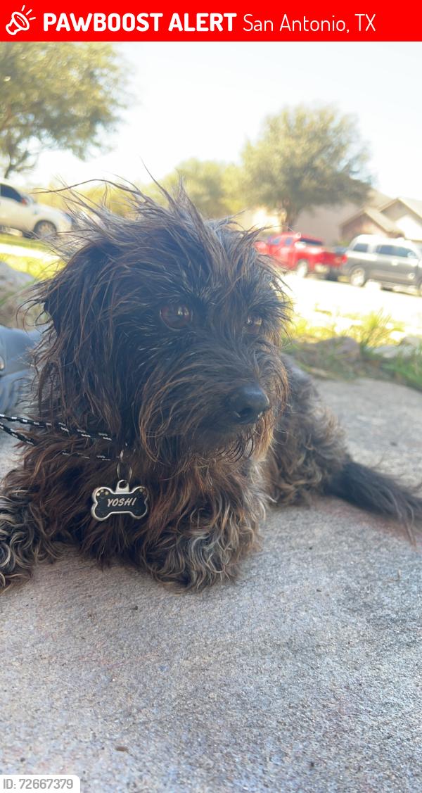 Lost Male Dog last seen Cortland Oak, San Antonio, TX 78254