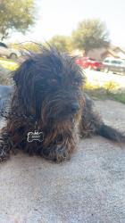 Lost Male Dog last seen Cortland Oak, San Antonio, TX 78254