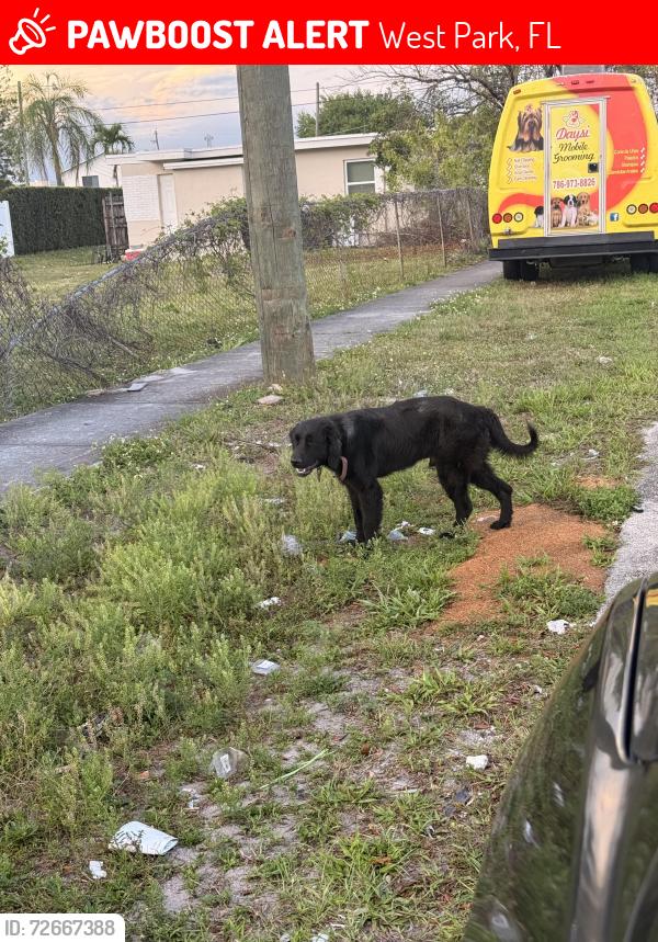 Lost Male Dog last seen Near sw 25 street west park, West Park, FL 33023