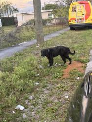 Lost Male Dog last seen Near sw 25 street west park, West Park, FL 33023