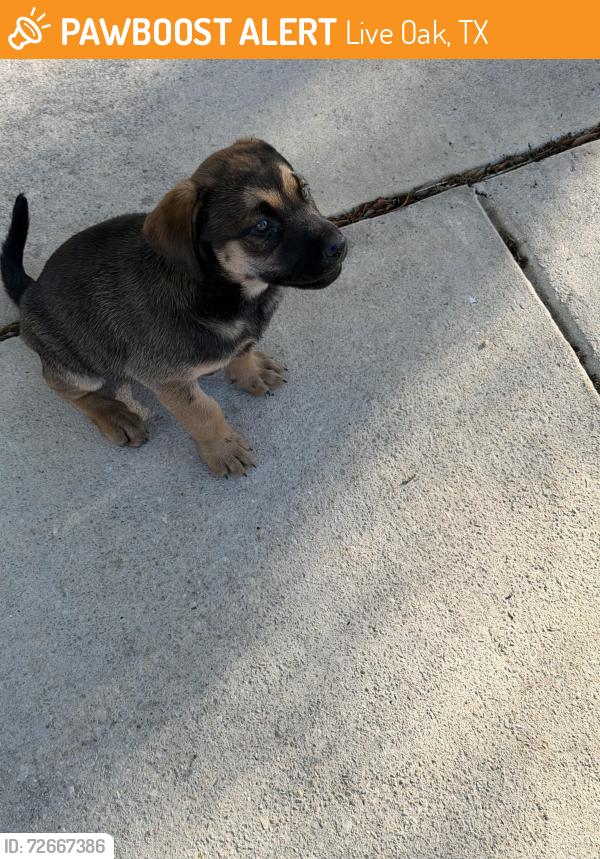 Found/Stray Female Dog last seen Wayman Rdg, Live Oak, TX 78233