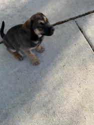 Found/Stray Female Dog last seen Wayman Rdg, Live Oak, TX 78233