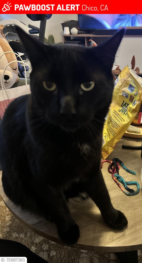 Lost Male Cat last seen Cohasset, Chico, CA 95973