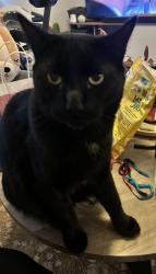 Lost Male Cat last seen Cohasset, Chico, CA 95973