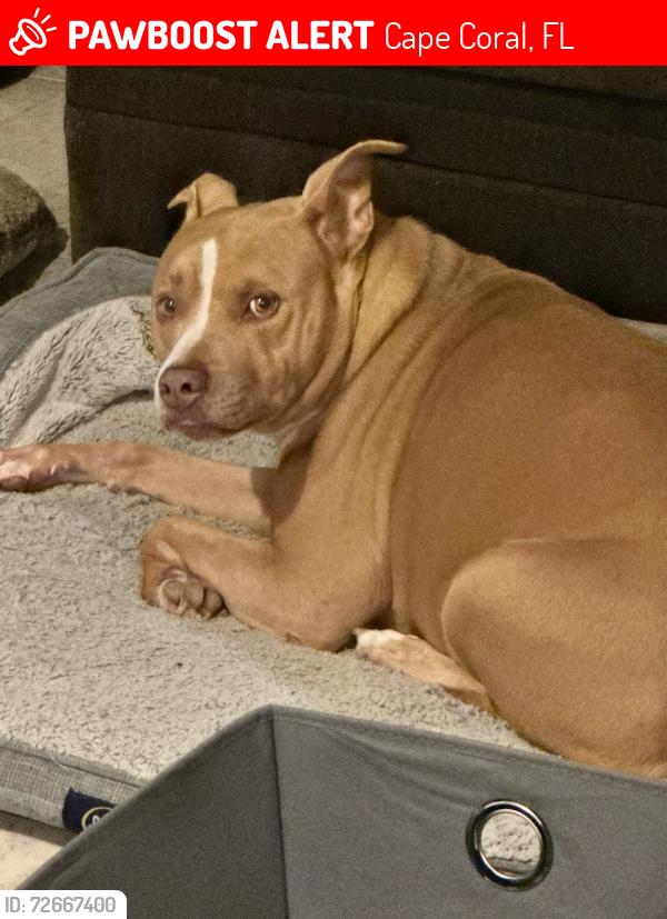 Lost Female Dog last seen Ne 1st Terr & Hunter Blvd, Cape Coral, FL 33990