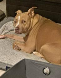Lost Female Dog last seen Ne 1st Terr & Hunter Blvd, Cape Coral, FL 33990