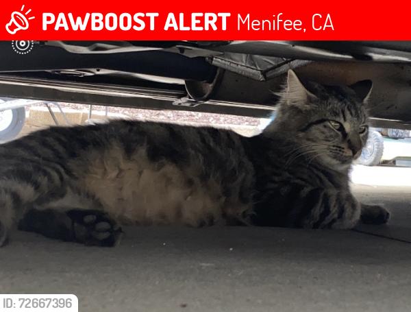 Lost Female Cat last seen Near Peterson park, Menifee, CA 92584