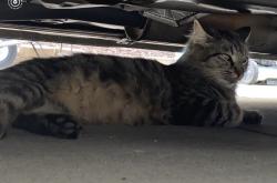 Lost Female Cat last seen Near Peterson park, Menifee, CA 92584