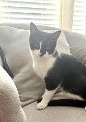 Lost Male Cat last seen Mackarel, El Paso, TX 79924
