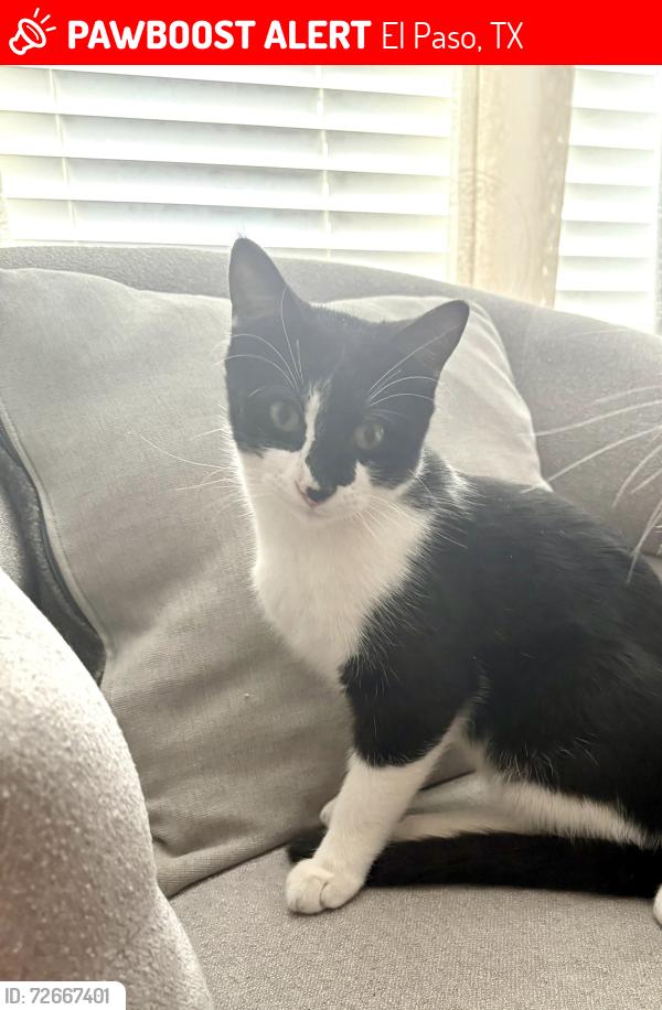 Lost Male Cat last seen Mackarel, El Paso, TX 79924