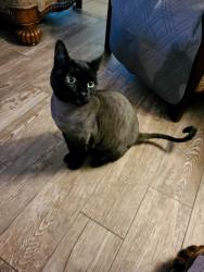 Lost Male Cat last seen Lumsden road , Valrico, FL 33594
