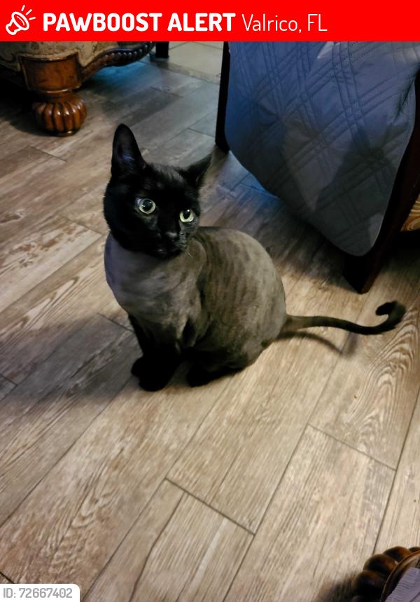 Lost Male Cat last seen Lumsden road , Valrico, FL 33594