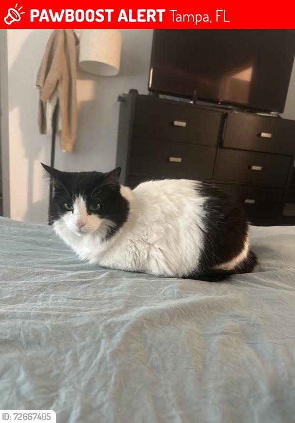 Lost Female Cat last seen Near n 13th street, Tampa, FL 33605
