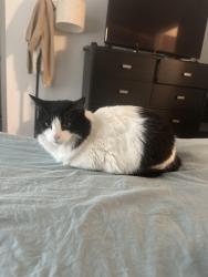Lost Female Cat last seen Near n 13th street, Tampa, FL 33605