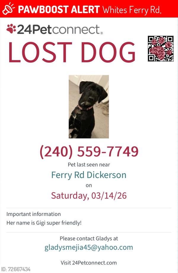 Lost Female Dog last seen Whites ferry road , Whites Ferry Rd,  20176